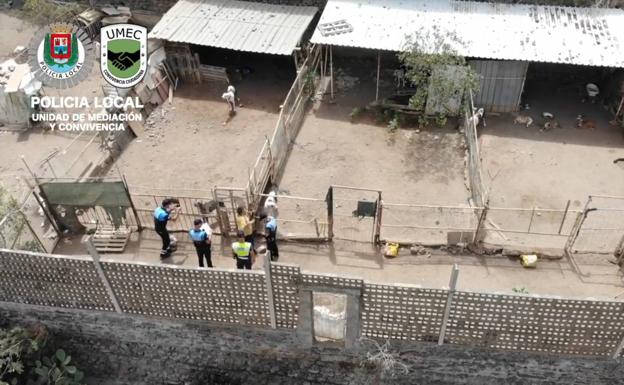 Registrada una finca con más de treinta perros en condiciones de riesgo para su salud