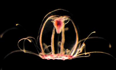 Una especie inmortal de medusas desvela las claves contra el envejecimiento