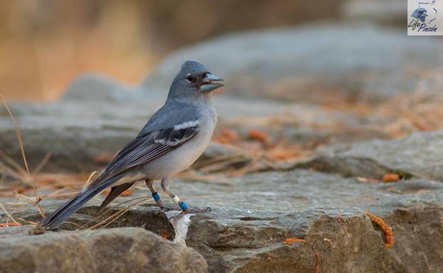 La población de pinzón azul, estable en Inagua y aumenta en La Cumbre