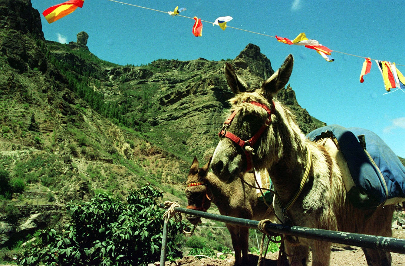 Vuelve la Feria Equina en La Culata