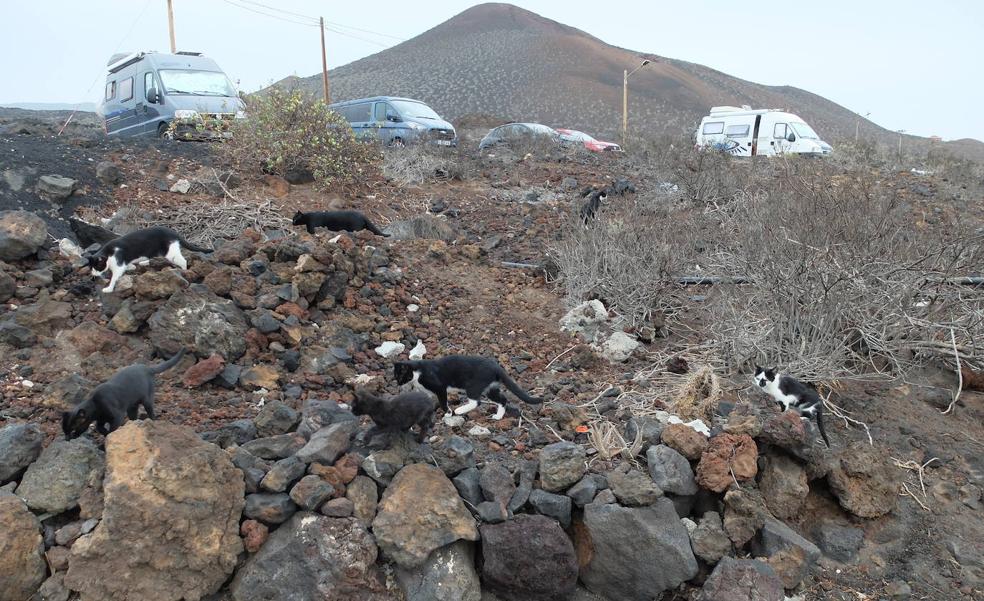Los gatos «devoran la biodiversidad»