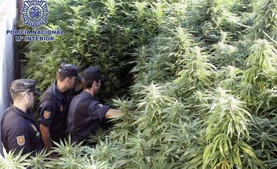 Diez detenidos en una macrooperación en Cataluña contra el tráfico de marihuana