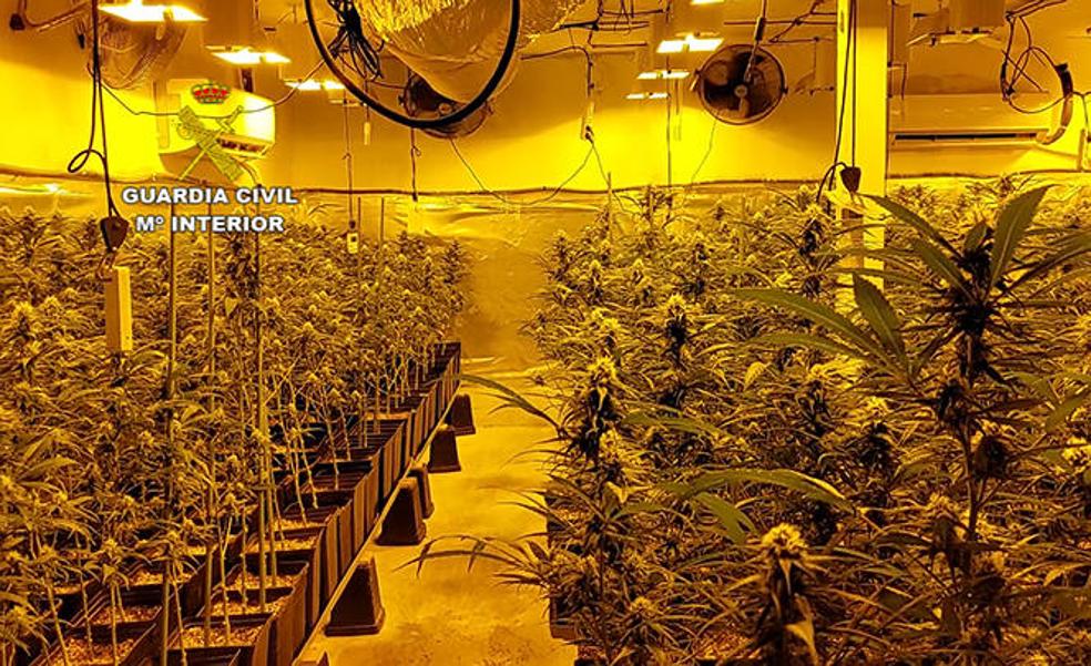 Descubren nueve plantaciones de marihuana en un pueblo de 800 vecinos
