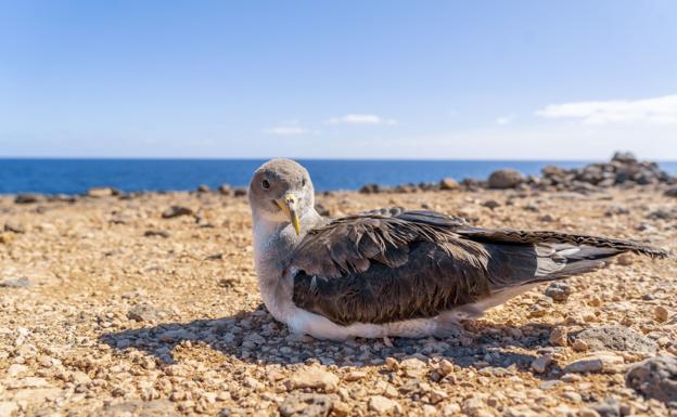 Arranca la campaña de cuidado de la pardela cenicienta, que durará hasta acabar noviembre