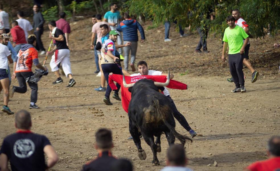 El Toro de la Vega podrá celebrarse sin herir al animal