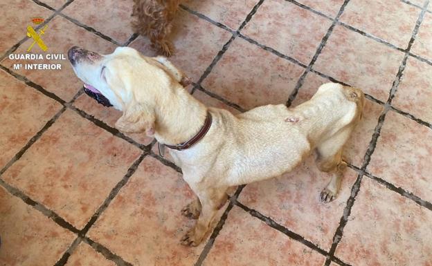 Denuncian a una veterinaria por no actuar ante un caso de maltrato animal