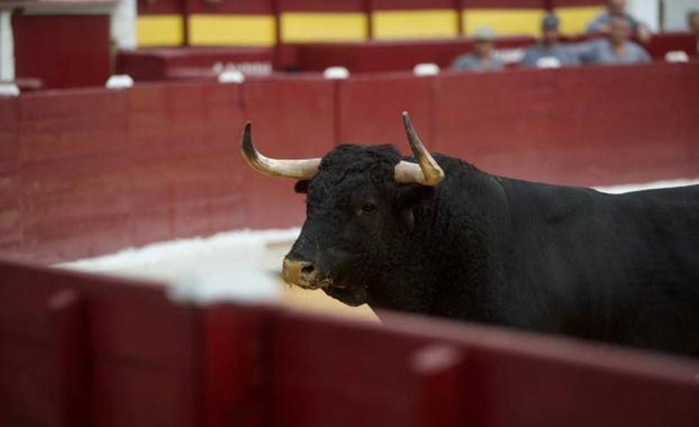 Muere corneado un carnicero de la plaza de toros de Murcia