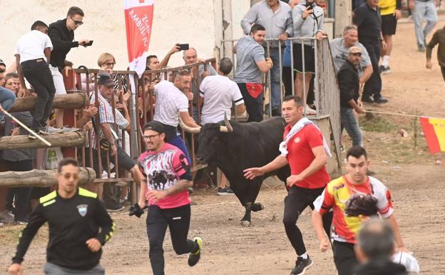 Rápido encierro del Toro de la Vega por las calles de Tordesillas