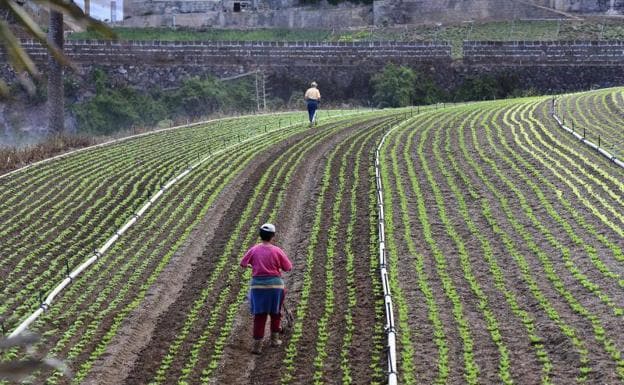 Las Palmas lucha contra el cambio climático con agricultura regenerativa