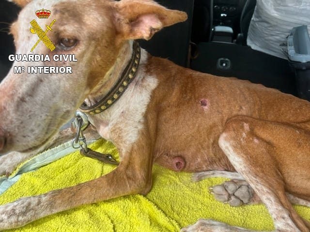 Una veterinaria denuncia maltrato animal en Fuerteventura
