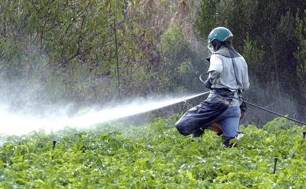 Fuerteventura destina 30.000 euros a fomentar la agricultura ecológica