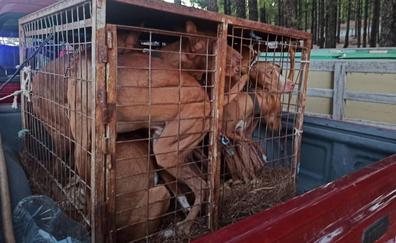 Denunciado un ciudadano por transportar más animales de lo aconsejable
