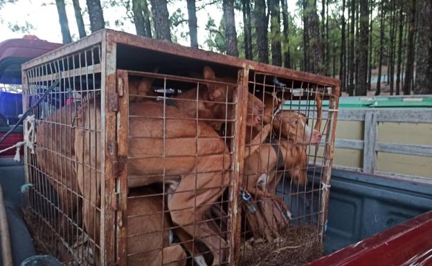 Denunciado un ciudadano por transportar más animales de lo aconsejable