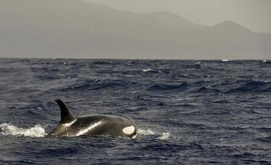 20 años desde que la guerra antisubmarinos dejó de matar cetáceos en Canarias