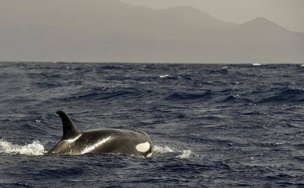 20 años desde que la guerra antisubmarinos dejó de matar cetáceos en Canarias
