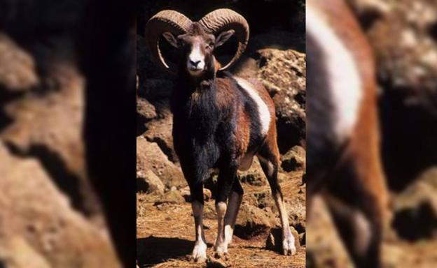 Las especies invasoras en España que a simple vista no lo parecen