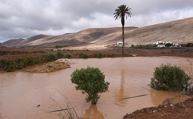 Fuerteventura recupera el pulso tras las mejores lluvias en veinte años