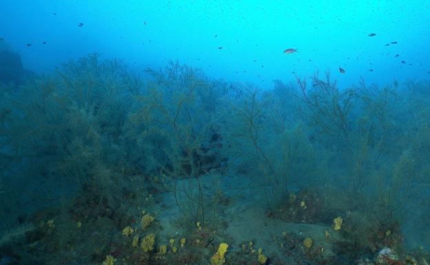 Tías, Kilómetro Cero Mundial de los Bosques de Coral Negro