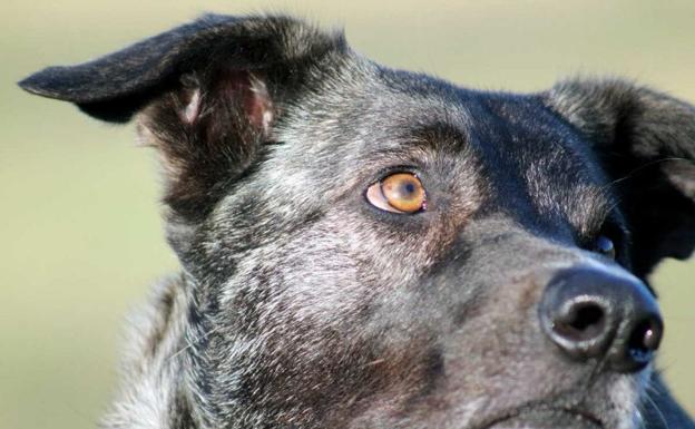 250 perros inscritos en la Exposición Nacional Canina