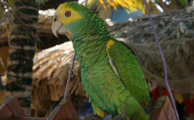 Loro Parque salva a dos especies de loro del peligro crítico de extinción