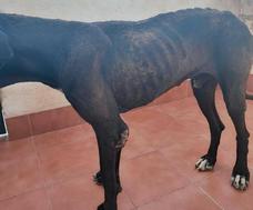 Una mujer investigada por maltrato animal en Fuerteventura