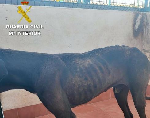 Una mujer investigada por maltrato animal en Fuerteventura