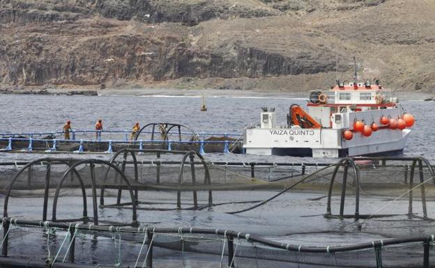 Corujo anuncia la retirada a corto plazo de las jaulas marinas de Playa Quemada