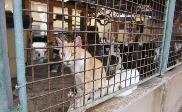 Cesan una protectora de gatos en Tenerife por deficiencias