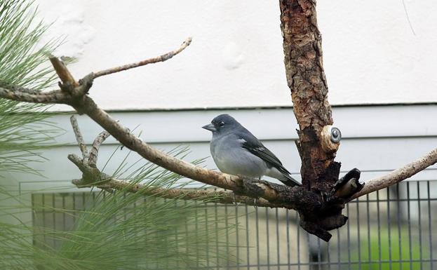 Piden que se renueve el plan de recuperación del pinzón azul de Gran Canaria