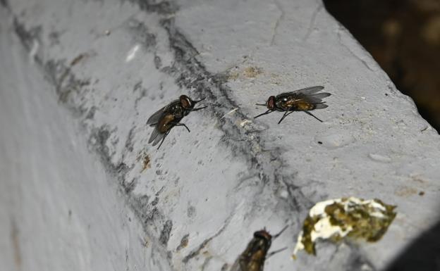 Una plaga de moscas atormenta a los vecinos y comercios de San Gregorio
