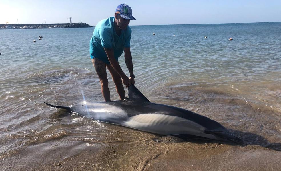 Un delfín común muere en la orilla del Castillo del Romeral