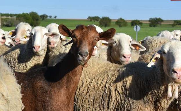 Tras más de 50 años, la viruela ovina y caprina regresan a España