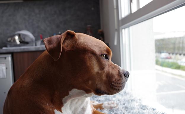 Obligan a desalojar a tres pitbulls de un edificio por las molestias que causaban