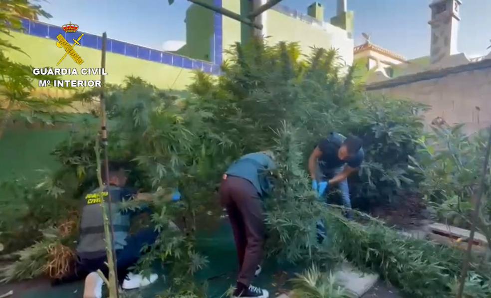 Aprehendidas 1.166 plantas de marihuana en Santa Cruz de Tenerife