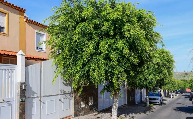 Poda selectiva de árboles en el barrio de Lomo Los Frailes