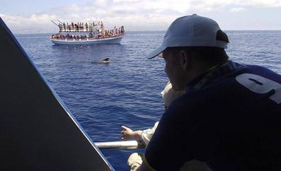 La capacidad de carga para observar cetáceos en Mogán está en estudio