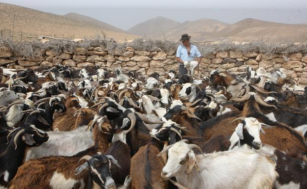 Las apañadas van camino de ser BIC