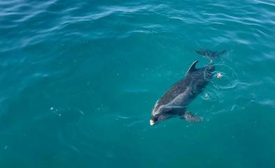 Expectación en el puerto de Arguineguín por un delfín y su cría