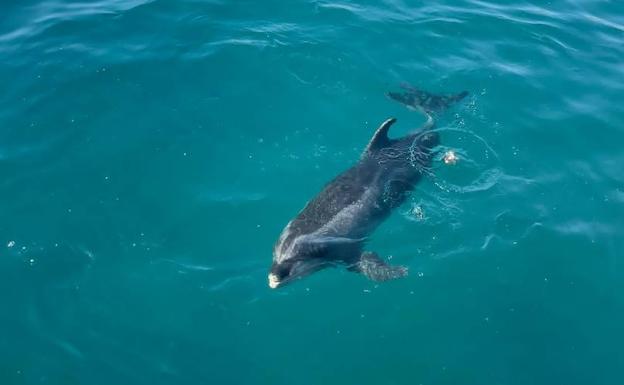 Expectación en el puerto de Arguineguín por un delfín y su cría