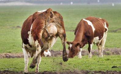 Mueren nueve vacas en A Coruña tras ingerir burundanga