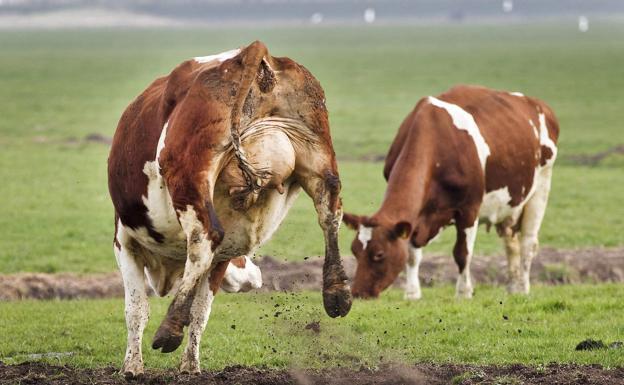 Mueren nueve vacas en A Coruña tras ingerir burundanga