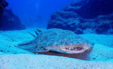 Canarias, el «último bastión» del tiburón angelote, en peligro de extinción