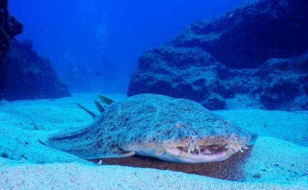 Canarias, el «último bastión» del tiburón angelote, en peligro de extinción