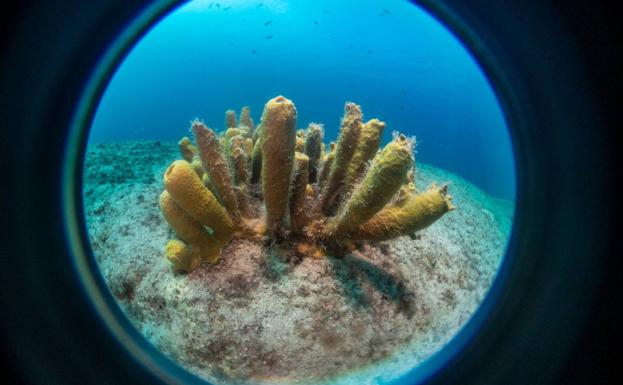 Dos teldenses triunfan en el primer concurso de fotografía submarina inclusiva de Europa