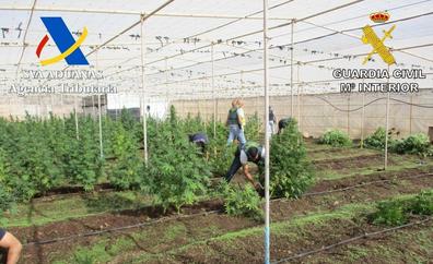 Dos detenidos con 700 plantas de marihuana en invernaderos de Tenerife