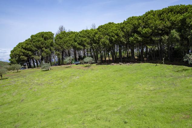 Vista de la arboleda del área recreativa de Monte Pavón. 