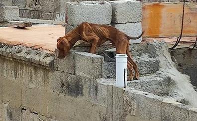 Rescatan a dos perros con desnutrición severa de una vivienda de Ingenio