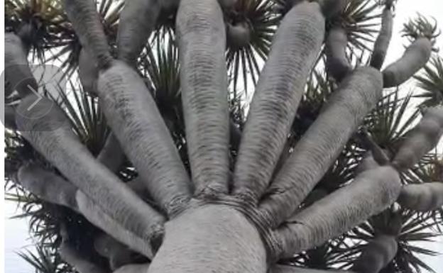 El Ayuntamiento de Arucas debe talar dos ejemplares de drago enfermos