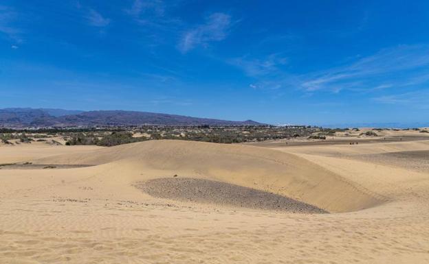 Destinan 60.000 metros cúbicos de arena para regenerar las Dunas de Maspalomas