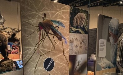 El mosquito que enseñó a fabricar jeringuillas indoloras